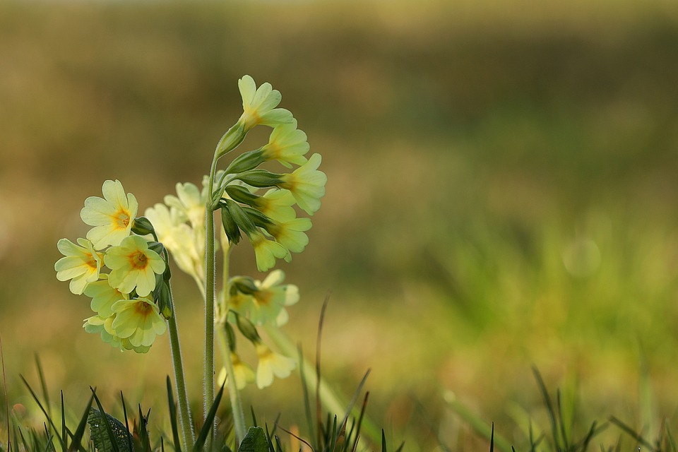 inheemse planten voor een vochtige tuin